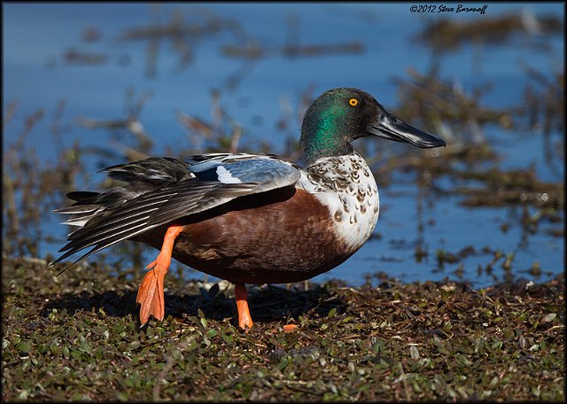 _2SB2156 northern shoveler drake.jpg